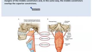 Anatomy of the Pharynx  Dr Ahmed Farid [upl. by Anayik]