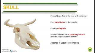 Comparative Anatomy Skull Mandible and Hyoid Apparatus [upl. by Lydell]