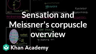 Overview of Sensation and Meissners Corpuscle  NCLEXRN  Khan Academy [upl. by Tavie]