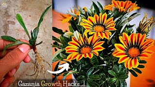 4Tricks To Maximize Gazania Flower Plant Growth Try Now [upl. by Roxanne412]