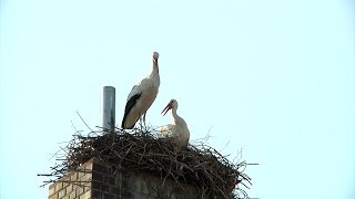 STÖRCHE  ABENTEUER IM ANFLUG  Trailer 3 HD [upl. by Namlaz]