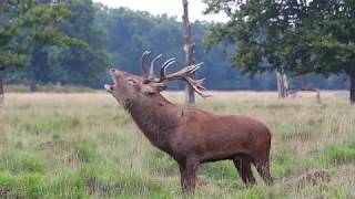 Red Deer Stag Rutting Call [upl. by Irrot]