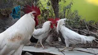 Young leghorn chicken learning fight [upl. by Hako238]