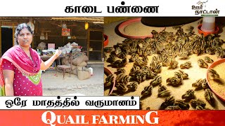 காடை வளர்ப்பு முறை  Quail Farming  Oor Naattan [upl. by Clyde865]