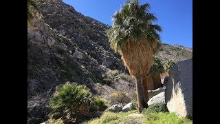 Washingtonia filifera California fan palm [upl. by Euqirrne165]