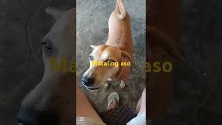 Matalinong Aso doglover pampagoodvives forentertainmentpurposesonly [upl. by Naitsabas418]