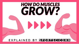 How muscles grow [upl. by Shaughn135]