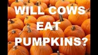 WILL COWS EAT PUMPKINS [upl. by Aitam]