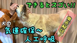 犬の心肺蘇生法 気道確保〜人工呼吸 [upl. by Leruj]