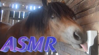 ASMR Horses licking on a salt lick stone [upl. by Hsirrap]