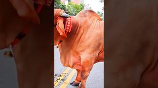 বিশাল বড় গরু cow cowparade animalfarming animalfair cattlefarming [upl. by Ees102]