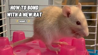 Introducing Young Rats to Adult Rats [upl. by Dorfman]