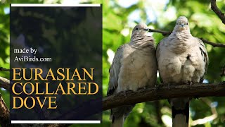 Eurasian Collared Dove Streptopelia Decaocto [upl. by Enaled]