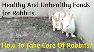 How To Take Care of Rabbits  Nutritious Foods and Poisonous Foods for Rabbits Rabbits Daily Diet [upl. by Pollux]