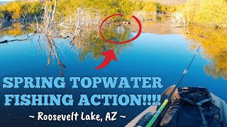 Roosevelt Lake AZ  Spring TOPWATER Fishing Action fishing kayakfishing [upl. by Ehsrop]