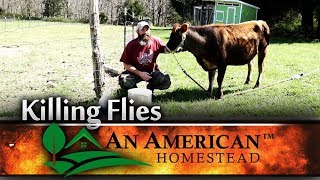 How to Get Rid of Flies on Cattle [upl. by Eelirak]