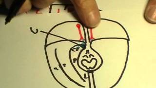 REPASO DE NEUROANATOMIA 2011 13 [upl. by Guillemette]