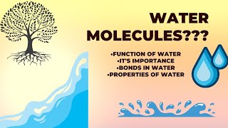 Water Molecule  Water Molecule With Notes [upl. by Crescin]