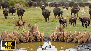 4K African Wildlife The Super Beautiful Moment of Hwange National Park With Real Sounds in 4K Video [upl. by Yanrahc350]