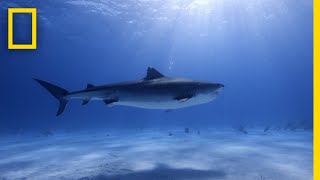 Tiger Shark Database  Worlds Biggest Tiger Shark [upl. by Enrichetta]