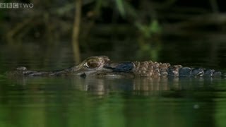 Giant Otters vs Caiman  Natural World 20122013 Giant Otters of the Amazon Preview  BBC [upl. by Ravahs]