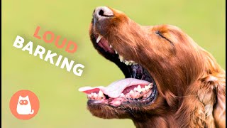 Dogs BARKING LOUD Compilation 🐶🔊 See How Your DOG REACTS [upl. by Drarehs]