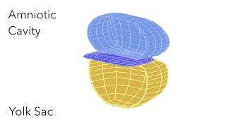 Embryo Folding Amniotic Cavity amp Yolk Sac  Animated Embryology [upl. by January]