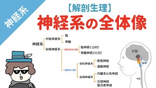 神経系の全体像（中枢神経系と末梢神経系）【解剖生理】 [upl. by Estis]