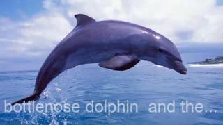 bottlenose dolphin bottlenose dolphin facts [upl. by Aisel]