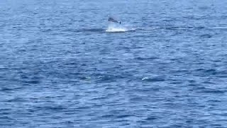 Spinner dolphin jumping out of water [upl. by Lonna]