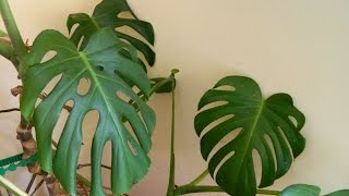 Repotting a 32 Year Old Monster  Monstera deliciosa cheese plant [upl. by Honebein770]