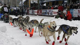 1600 km durch Alaska Das längste Hundeschlittenrennen der Welt [upl. by Popele]