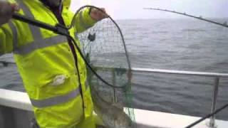 Cod Fishing  Deep Sea Wreck Fishing on Grey Viking II  Brighton [upl. by Arutnev899]