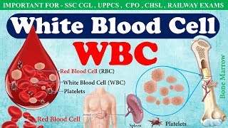 White Blood Cell WBC or Leucocytes  Function of wbc in hindi  WBC count [upl. by Aihsiym]