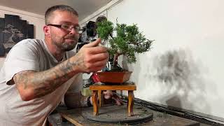 Achieve Stunning Results Wiring and Styling A Chinese Juniper Bonsai [upl. by Anitroc]