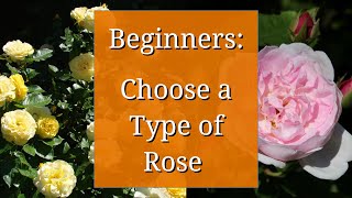 Types of Roses Beginners Guide to Rose Varieties [upl. by Aneekan]