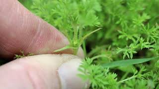 Controlling Lawn Burweed [upl. by Chenee]