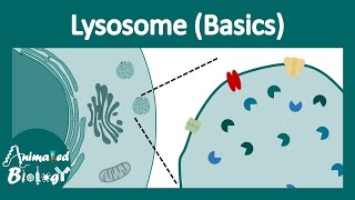 Lysosome structure and function  Lysosomal function  Lysosomal enzymes  cell bio [upl. by Ahselat]