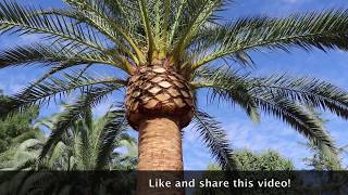 Canary Island Date Palm Tree MAKEOVER [upl. by Kcin384]