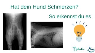 Schmerzen beim Hund Nutze die Kiblersche Hautfalte und finde es heraus [upl. by Aikehs]