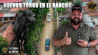 ¡¡¡ LLEGAN TOROS NUEVOS A RANCHO EL AGUAJE  EN AUTLAN JAL DON SERGIO NOS CUENTA TODO DE ELLO [upl. by Ahsikit23]