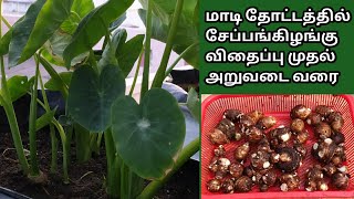 சேப்பங்கிழங்கு விதைப்பு முதல் அறுவடை வரைMaadithottamSachu [upl. by Elfie]