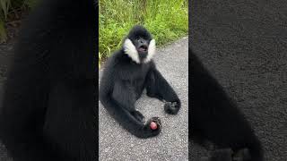 Fruitful Fun with a Gibbon short animalplanet cuteanimal [upl. by Anhavas771]