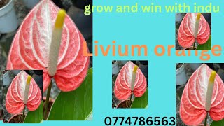 Livium orange super big plant💞💞💞💞 [upl. by Aehsila]