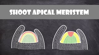 Shoot Apical Meristem Structure  Plant Biology [upl. by Handy657]