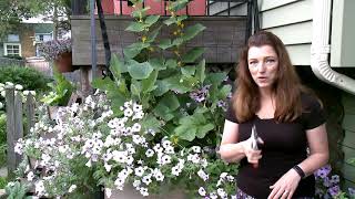 How to Prune a Wave Petunia [upl. by Canica]