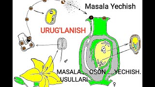 URUGLANISHGA OID MASALALAR YECHISH [upl. by Olva]