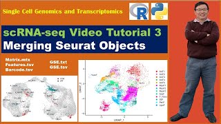 Seurat Video Tutorialsvideo 3 Merging Seurat Objects [upl. by Nonnag386]