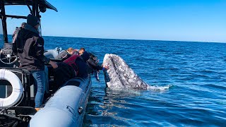 Rare video shows pod of 30 killer whales playing off California coast [upl. by Nalat]