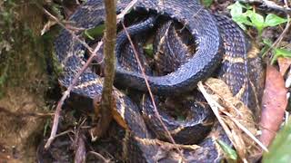 Bothrops Jararacussu  Reserva Ecológica Tatanka [upl. by Kunz]